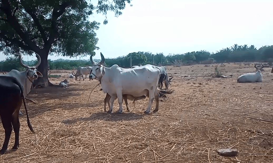 வறட்சிக் காலத்தில் தீவனப் பராமரிப்பு!