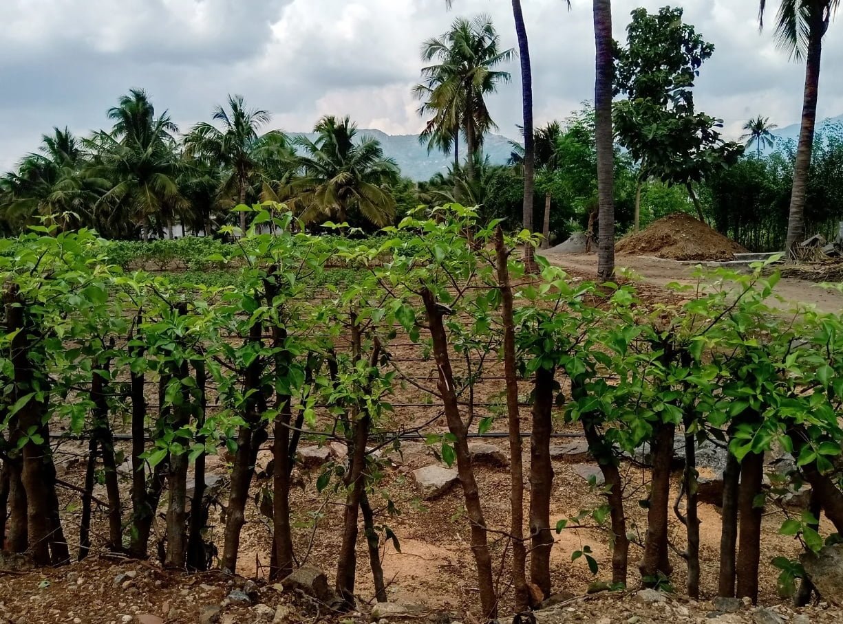 செலவில்லாத இயற்கை வேலியை அமைப்போம்!