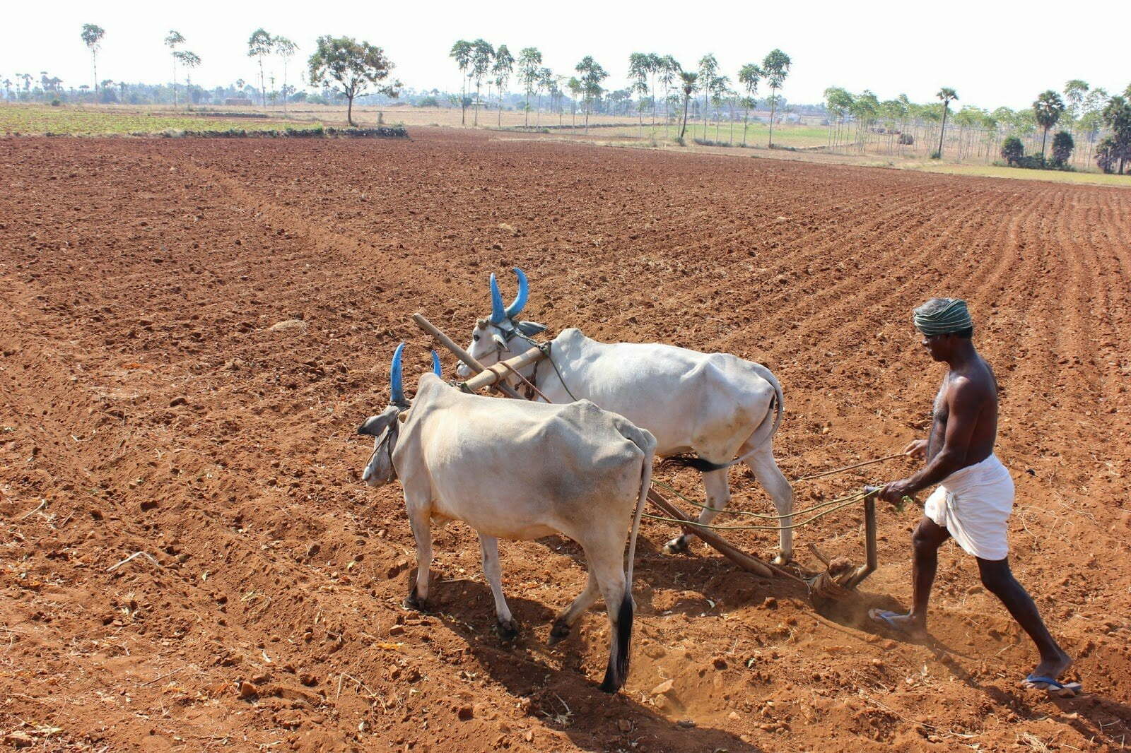 நிலத்தை வளமாக்கும் நுண்ணுயிரிகள்!