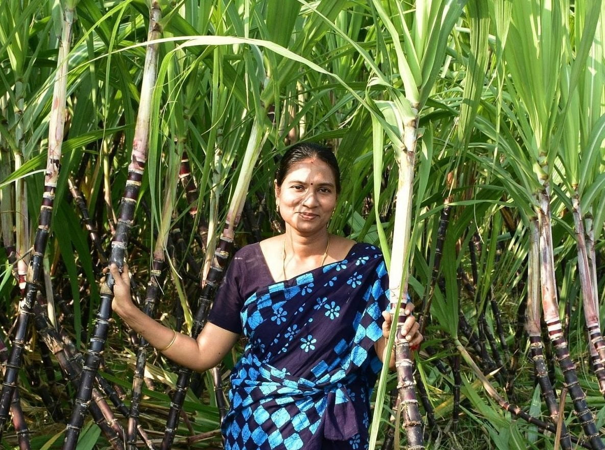 இந்தியாவுக்குள் கரும்பு வந்த கதையும் சாகுபடியும்!