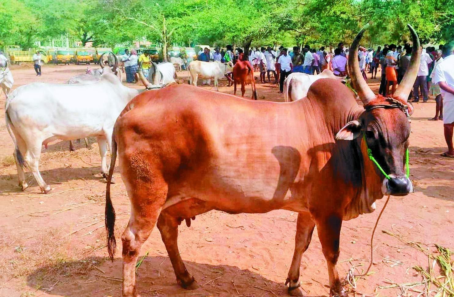 கால்நடைகளிடம் இருக்கும் வேண்டாத பழக்கங்கள்!