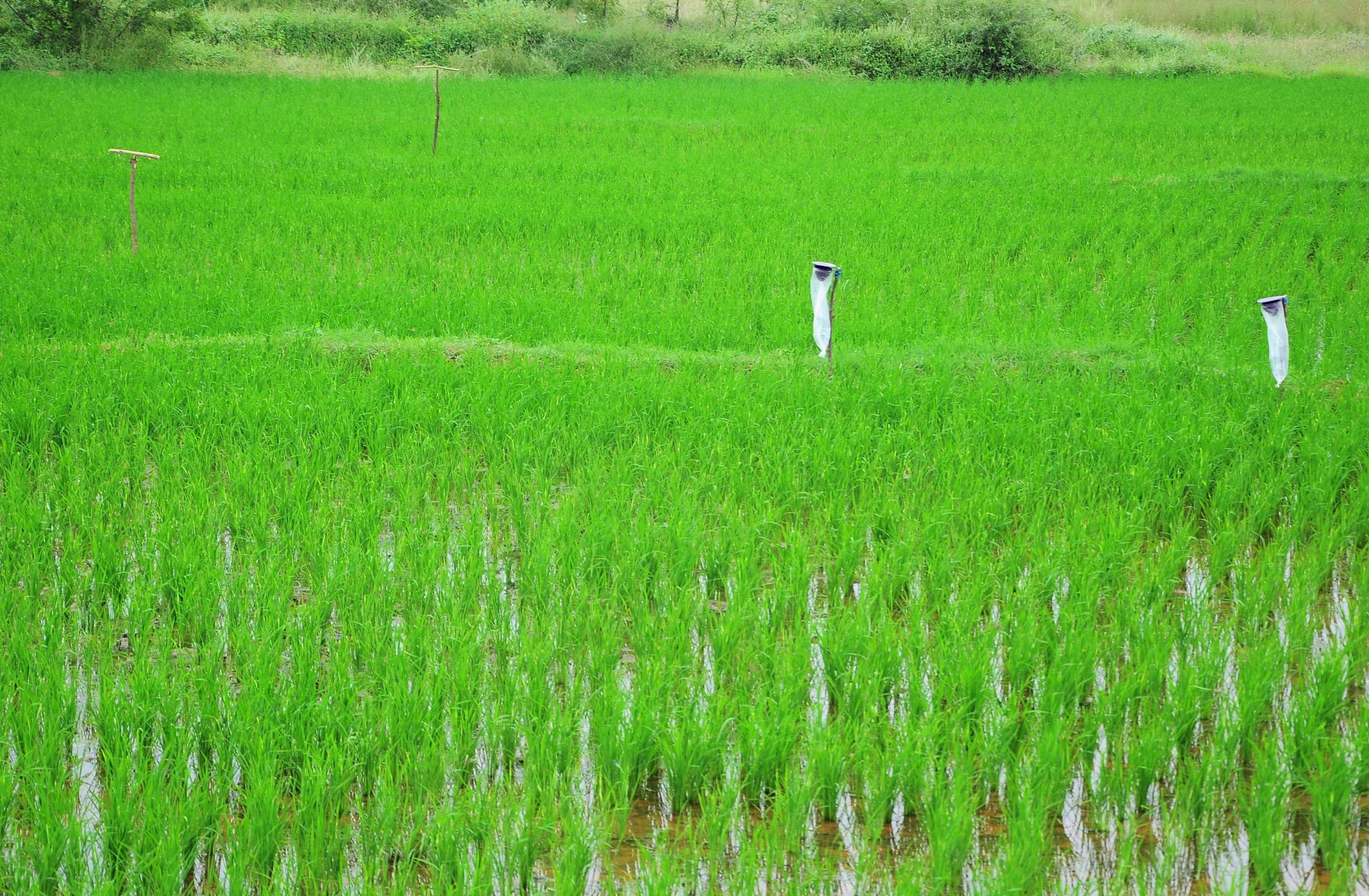 இனக்கவர்ச்சிப் பொறி என்ன செய்யுது தெரியுமா?