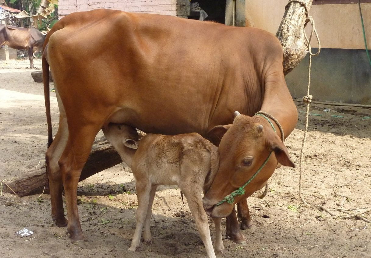 நல்ல கறவை மாட்டின் அடையாளங்கள்!