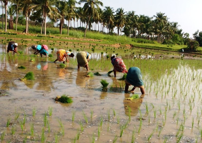 மாற்றுப் பயிர்கள் சாகுபடியில் இறங்க வேண்டும் காவிரி விவசாயிகள்!