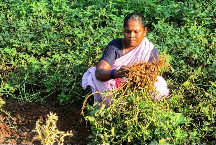 நிலக்கடலையில் அதிக மகசூலுக்கான வழிமுறைகள்!