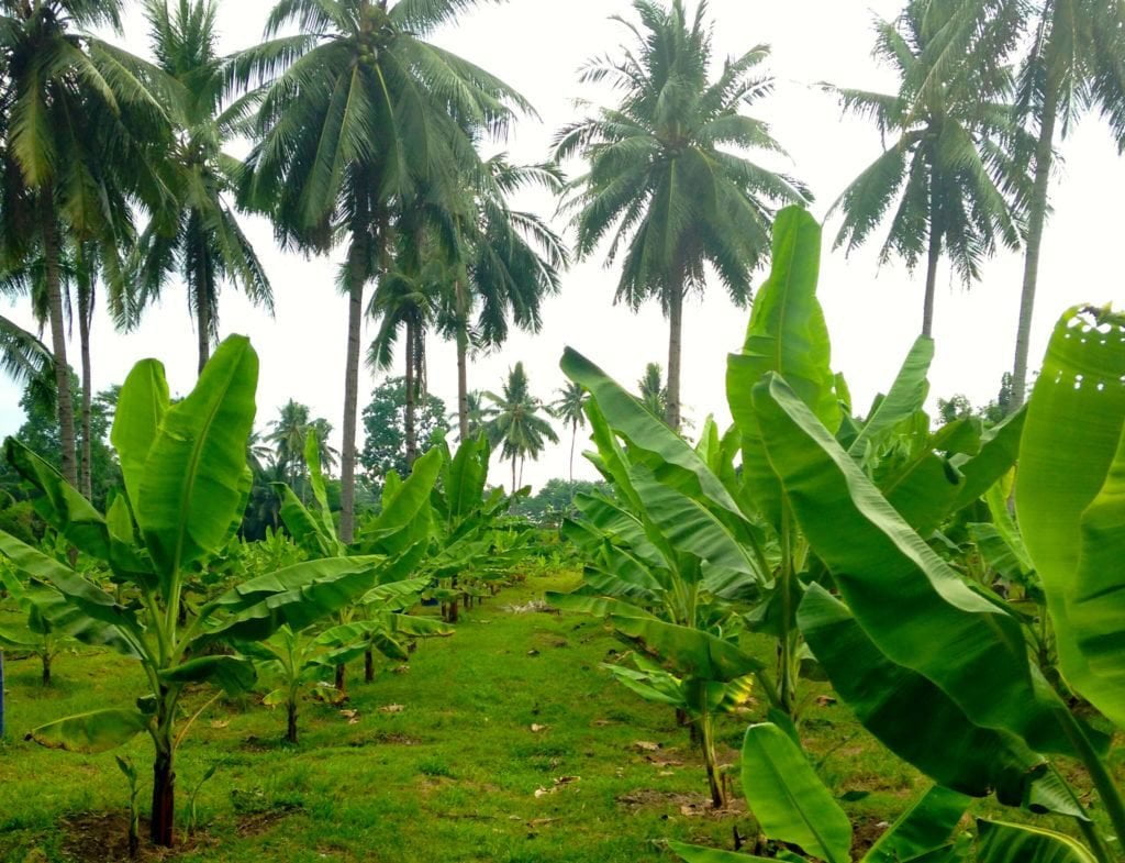 தென்னந்தோப்பில் இடுவதற்கு ஏற்ற ஊடு பயிர்கள் எவை?