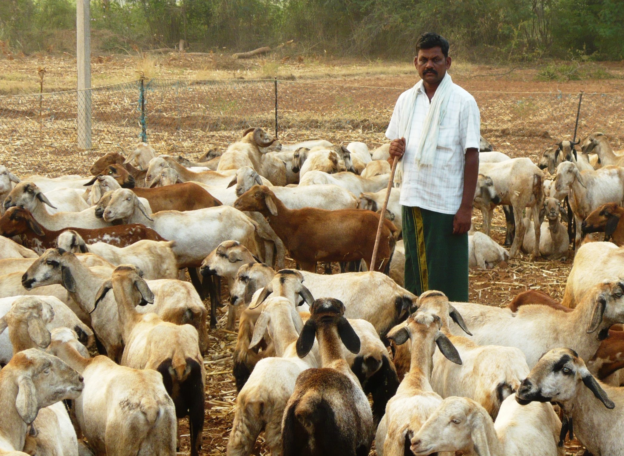 ஆடு வளர்க்க நாடு முழுக்கச் சுத்துறோம்!