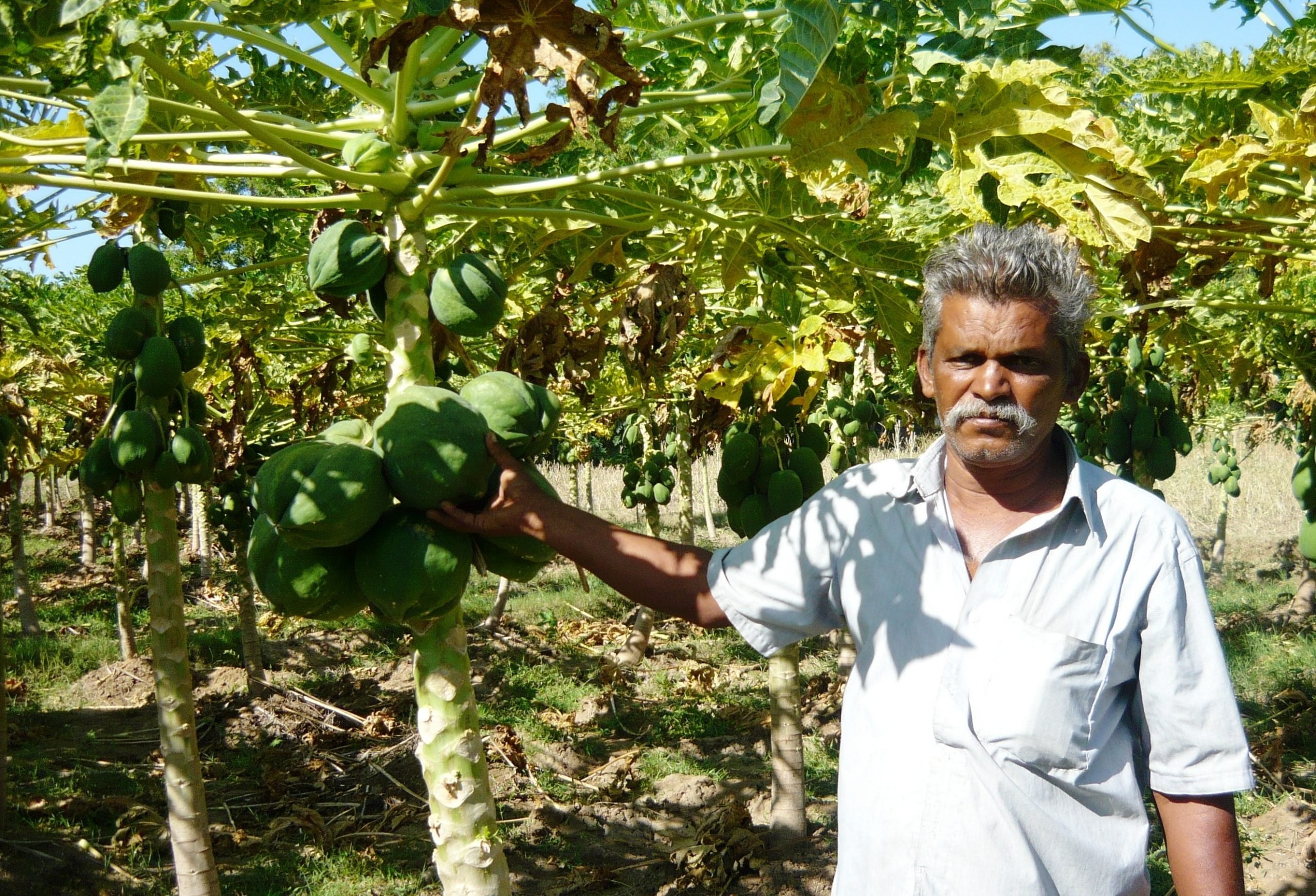 பணத்தை அள்ளித் தரும் பப்பாளி!