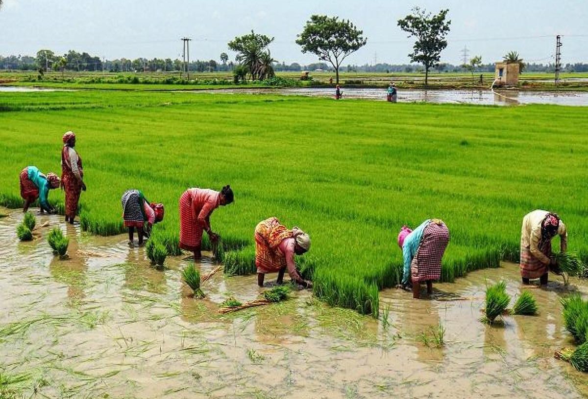 சம்பா மற்றும் தாளடிக்கான நெல் இரகங்கள்!