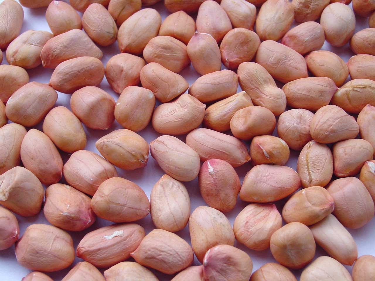 Pachai boomi groundnut nutritious