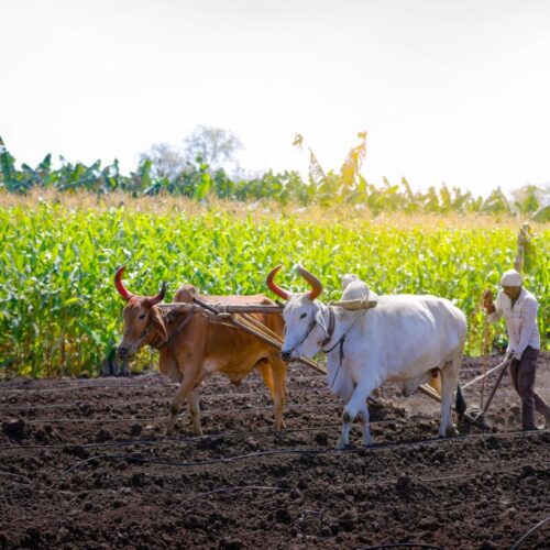 சுத்தமான வெண்ணெய் இருக்க, நெய்க்கு அலைய வேண்டுமா?