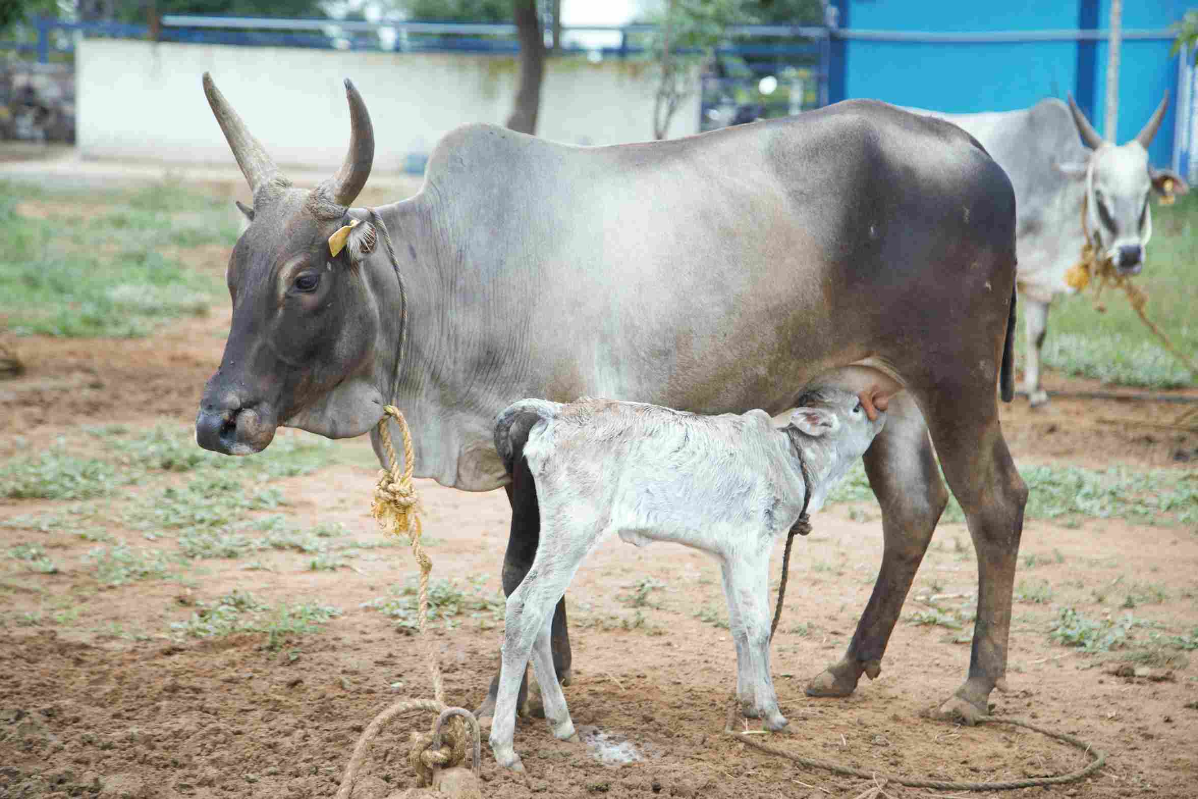 வீரம் செறிந்த புலிக்குளம் மாடுகள்!