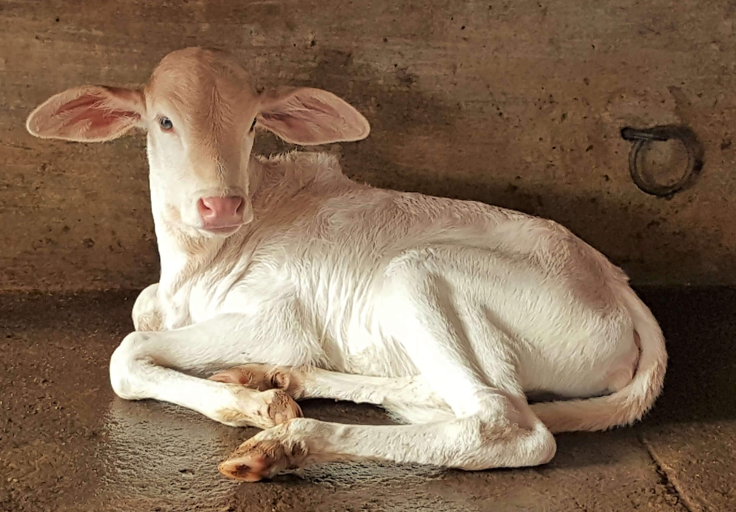 கன்று வளர்ச்சிக்குத் தாதுப்புக் கலவை அவசியம்!