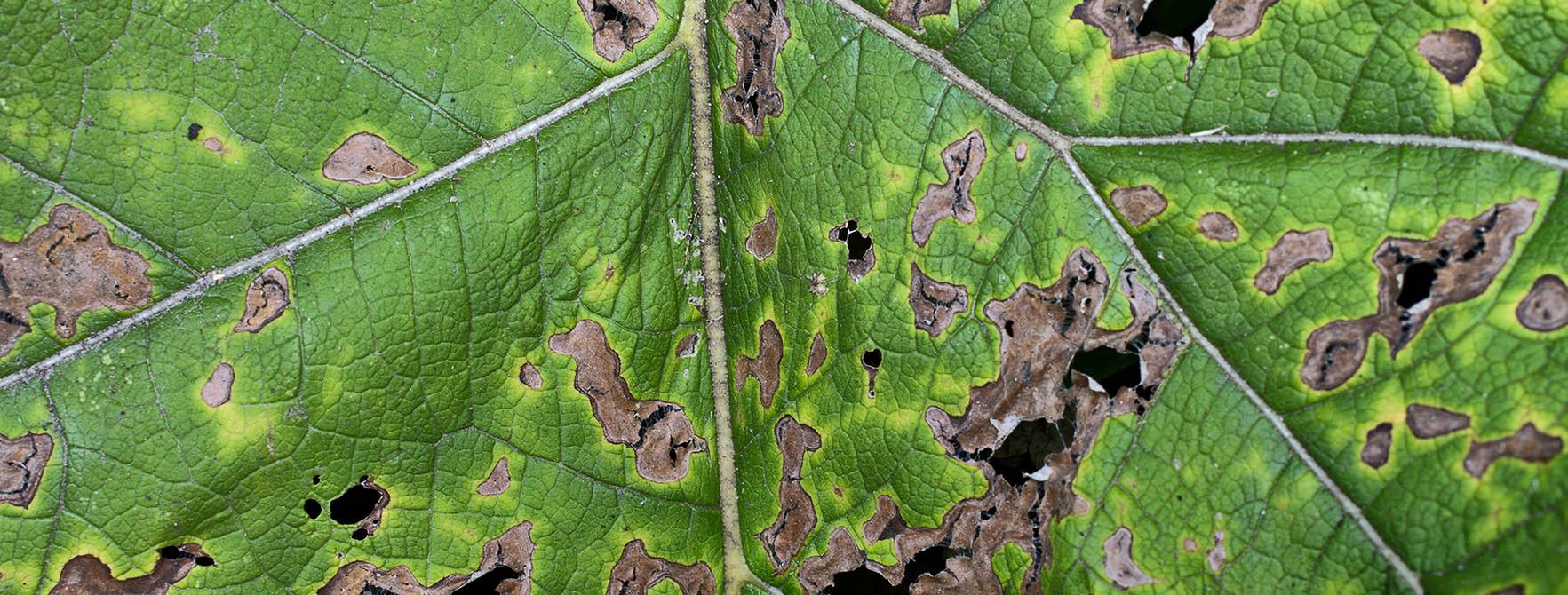 Bacterial leaf blight