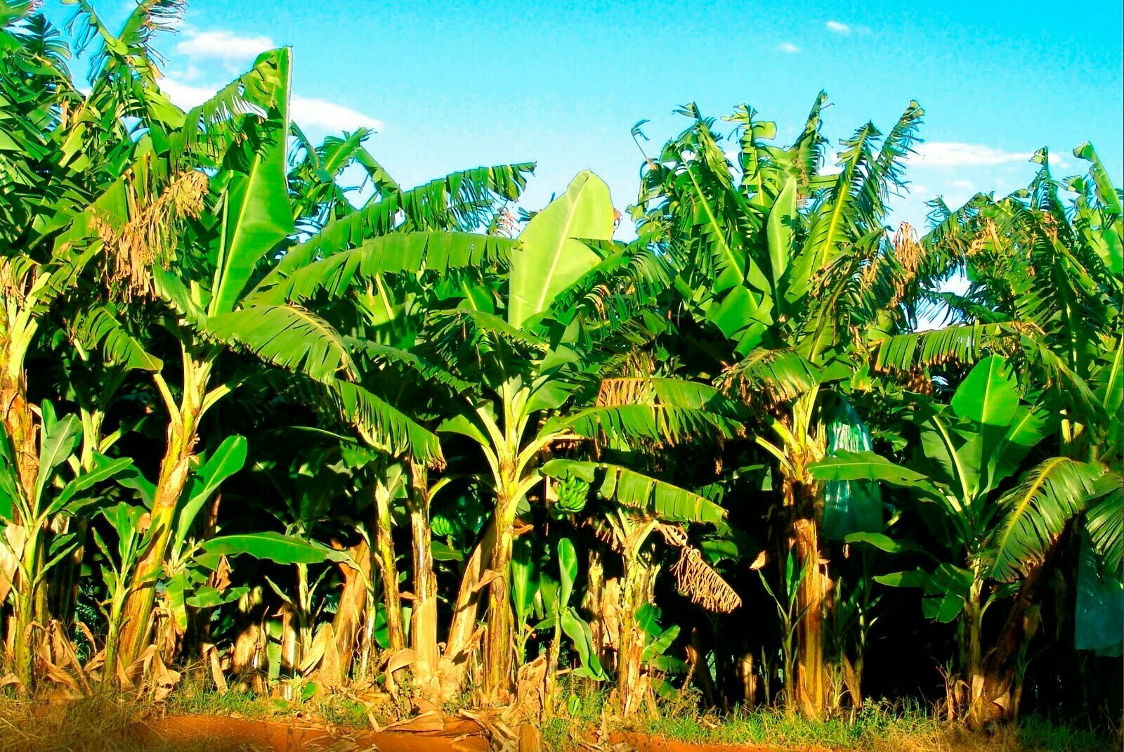 PB_Banana Trees