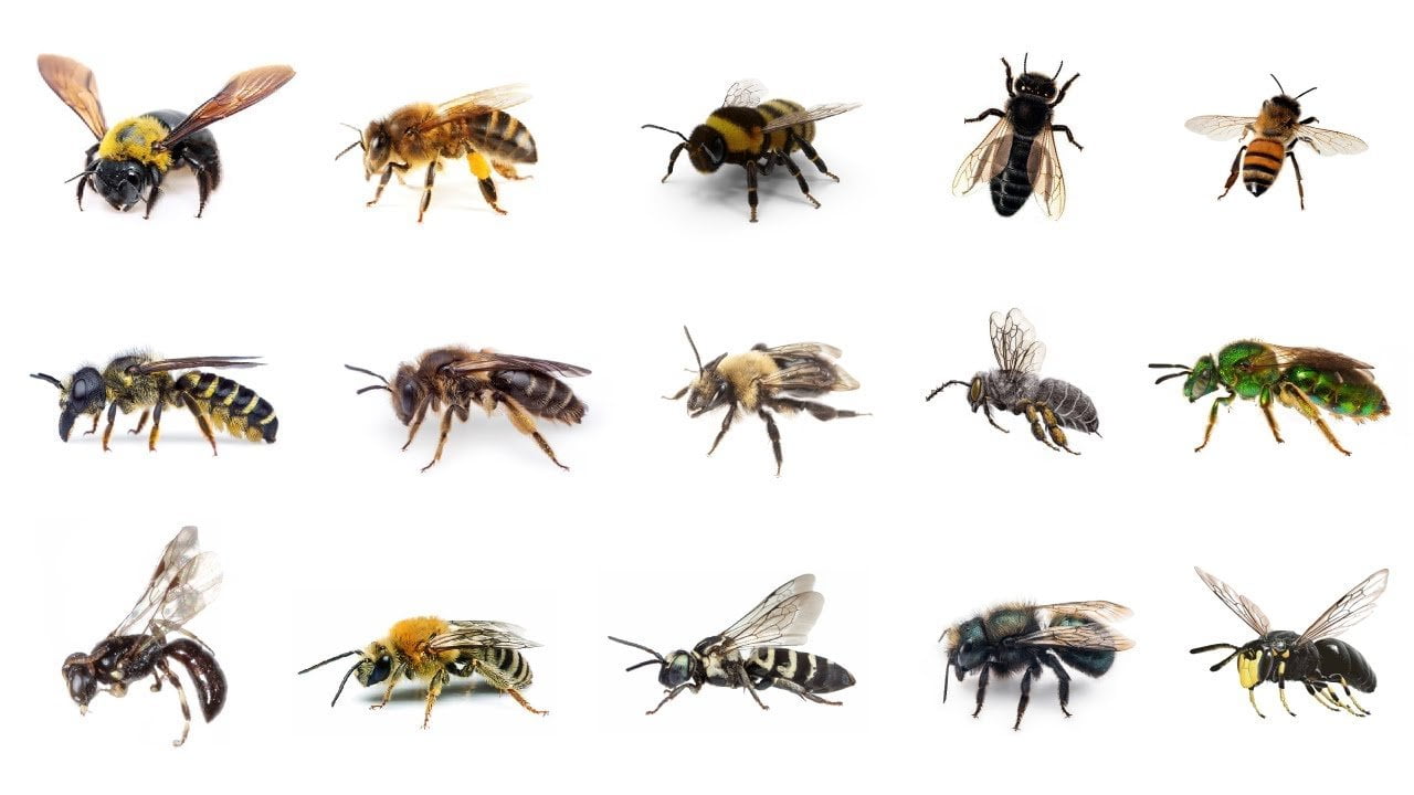 Bees and species