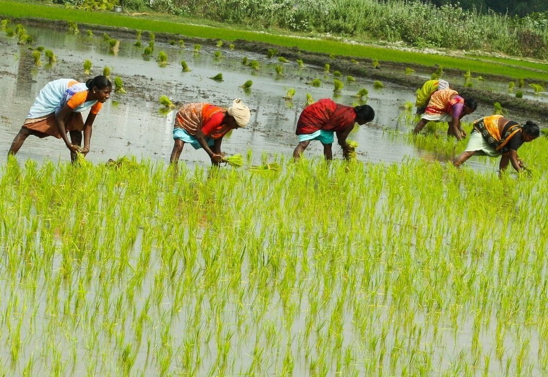 தமிழகத்தில் விளையும் பாரம்பரிய நெல் இரகங்கள்!