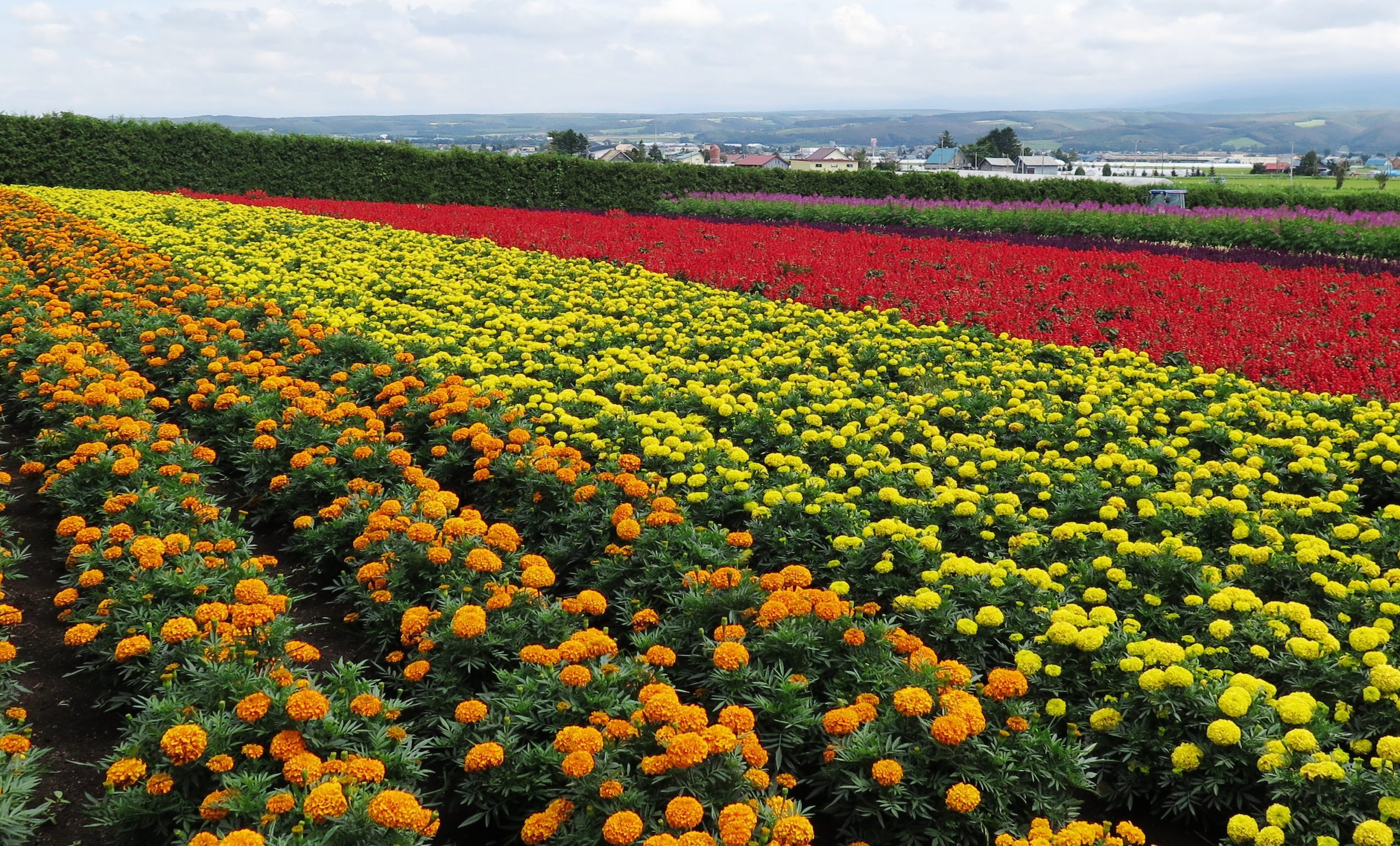 Flowers_at_Farm