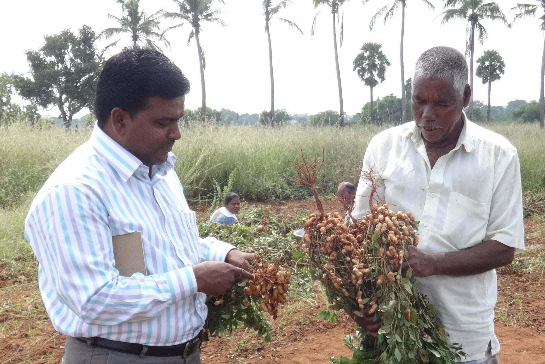 அதிக வருமானத்தைத் தரும் நிலக்கடலை விதை உற்பத்தி!