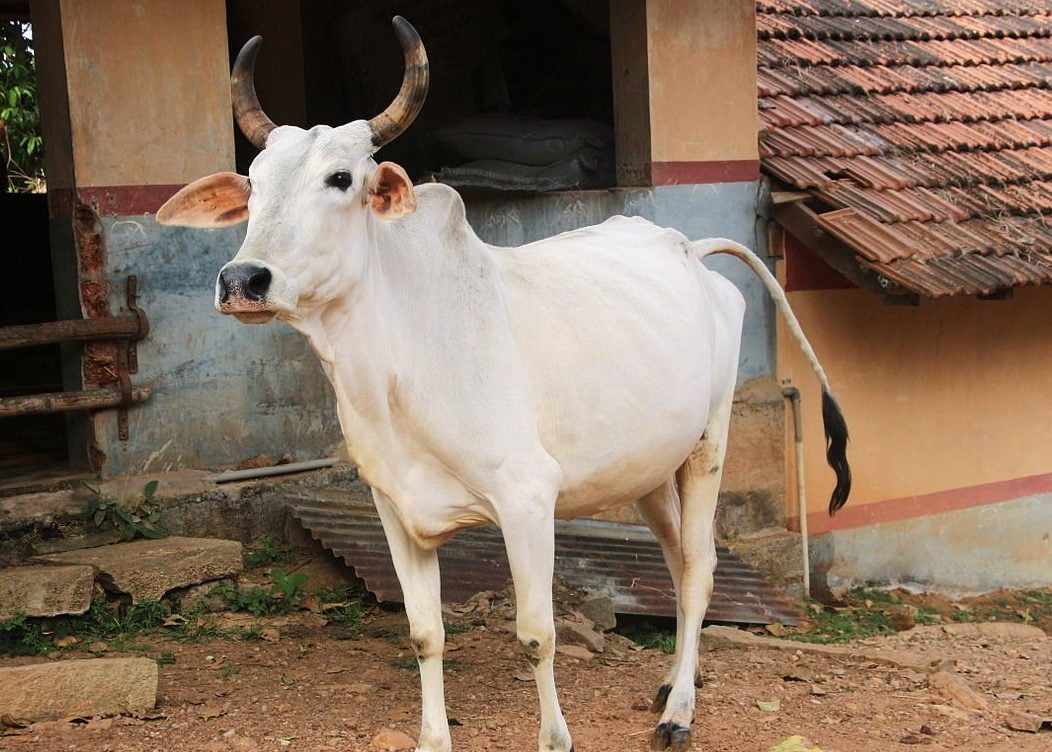 கால்நடைகளைத் தாக்கும் அடைப்பான் நோய்!