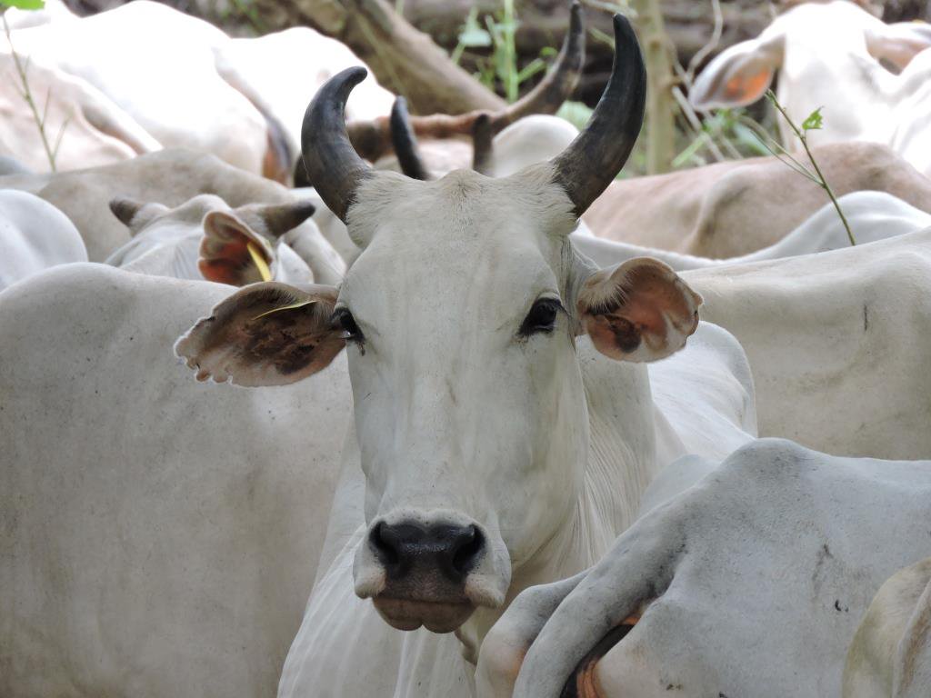 கால்நடைகளைத் தாக்கும் கோமாரி!