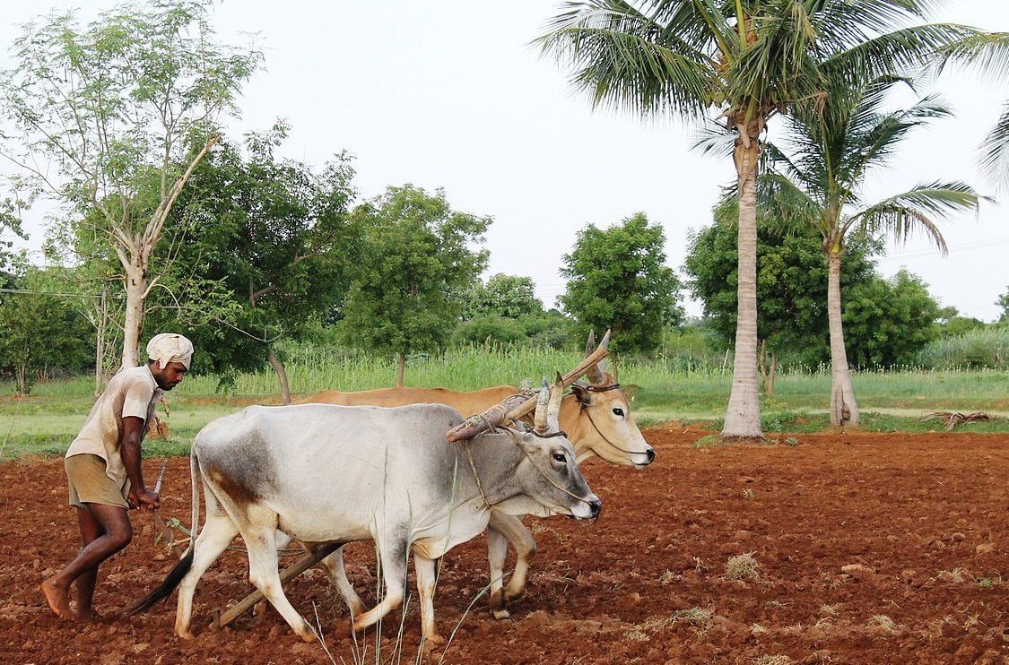 மானாவாரி நிலங்களுக்கு ஏற்ற வளமான சாகுபடி உத்திகள்!