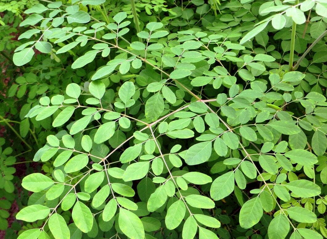 Pachai boomi - Drumstick leaf