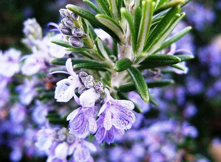 Pachai boomi - Rosemary flower