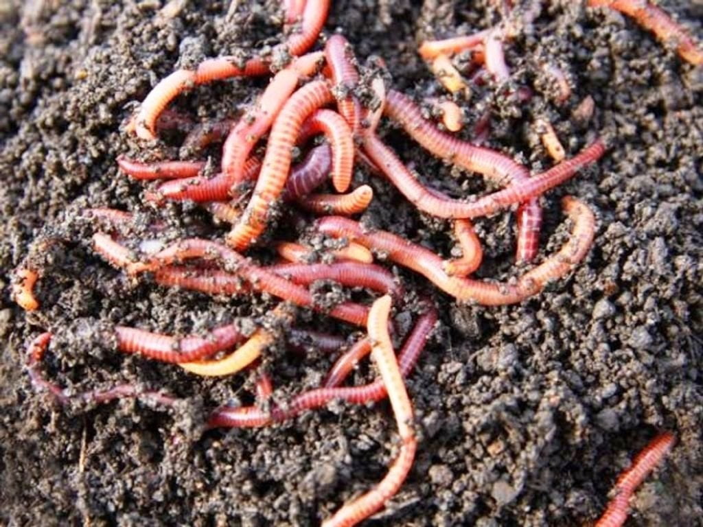 Earthworm compost