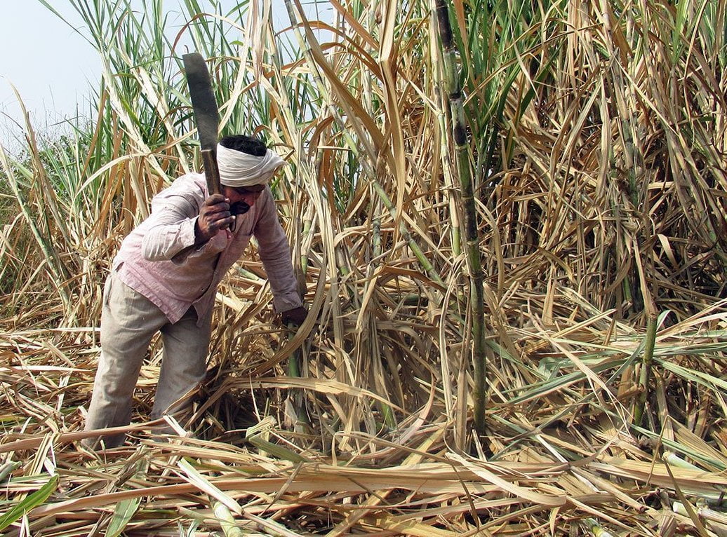 sugarcane husk