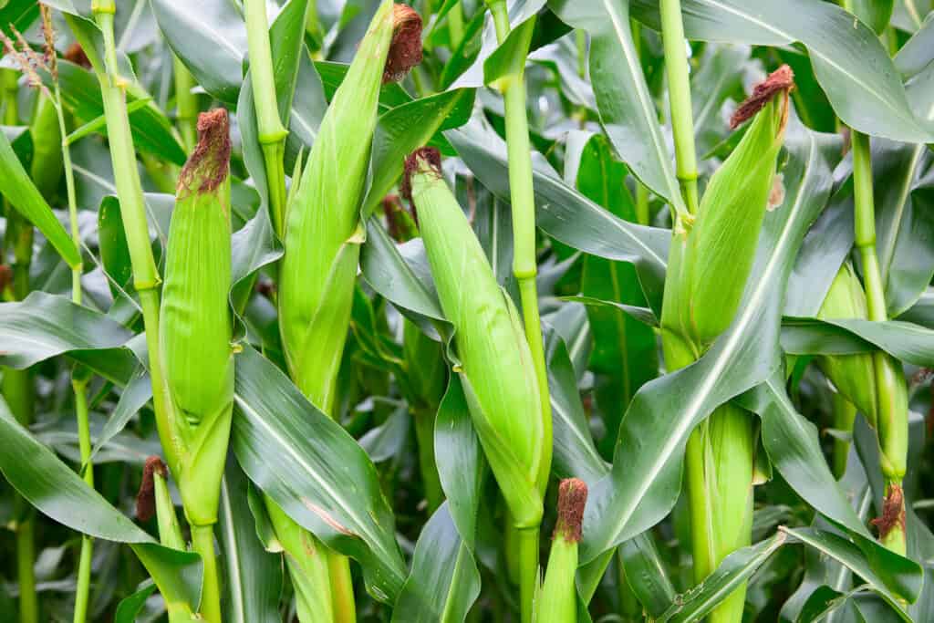 Small Corn Cultivation