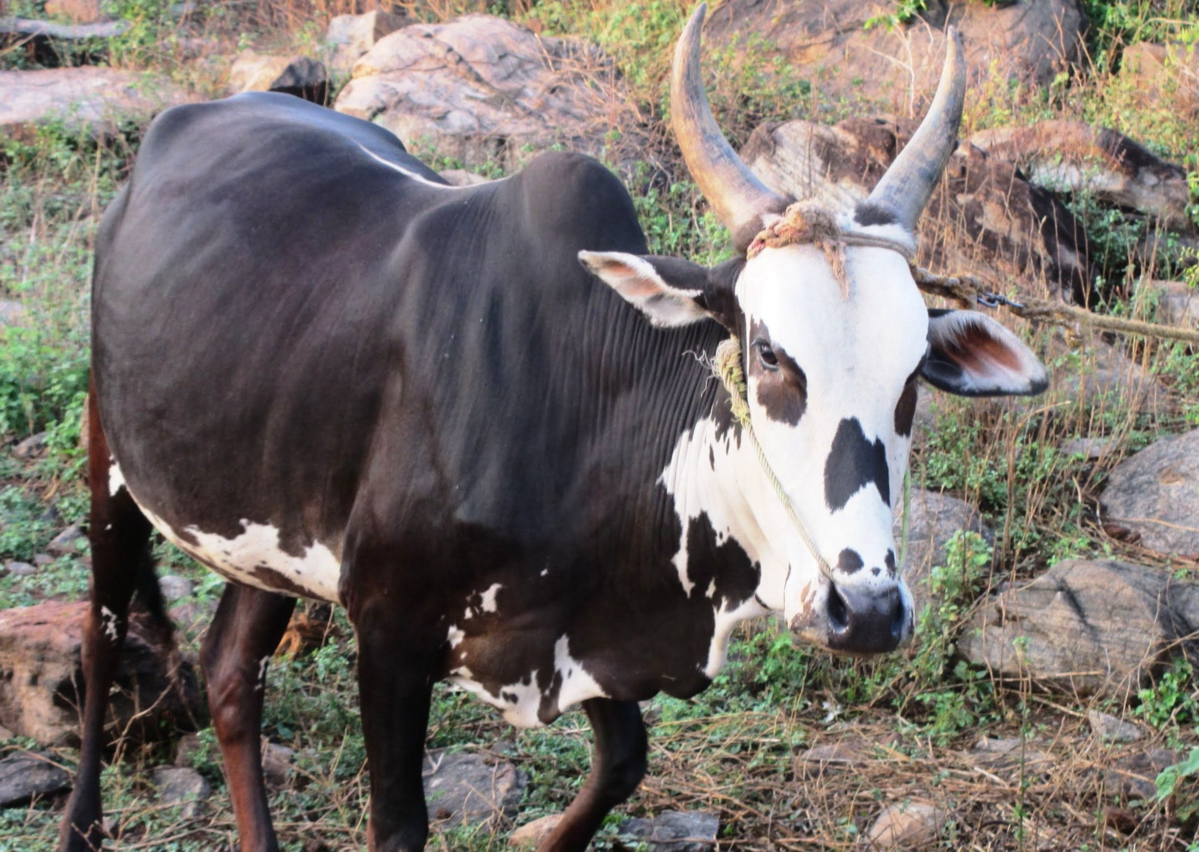 Umbalacheri cows