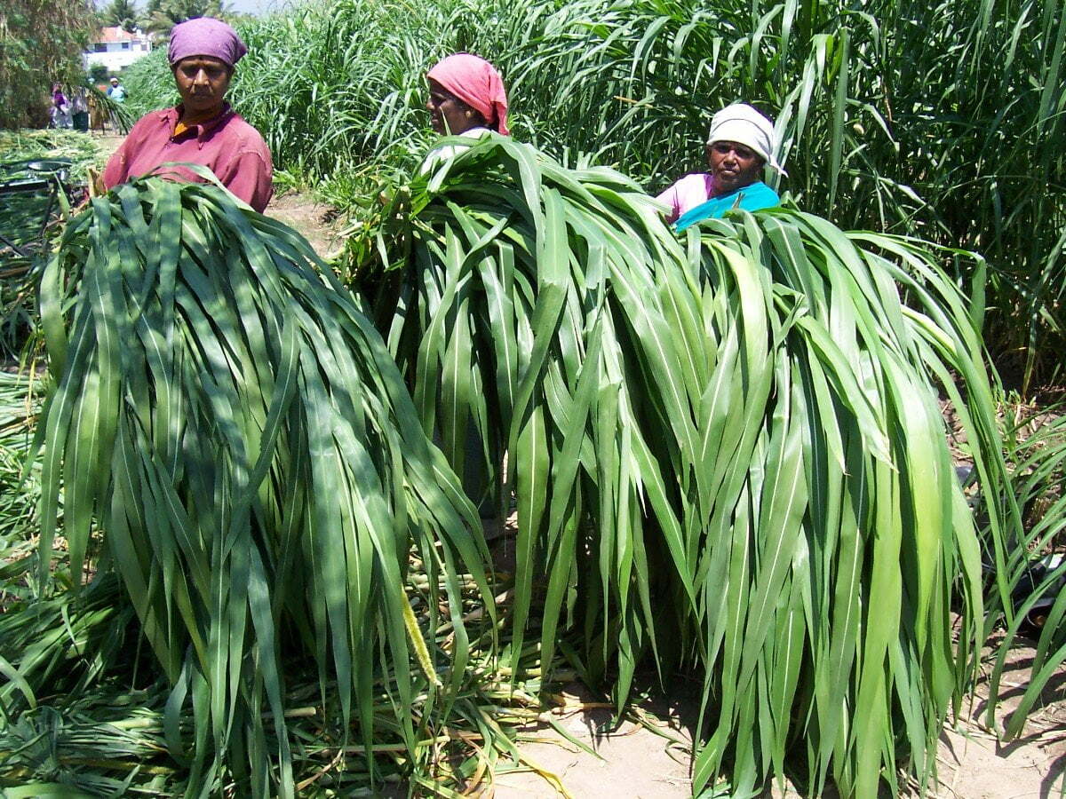 பசுந்தீவனத்தின் அவசியம்!