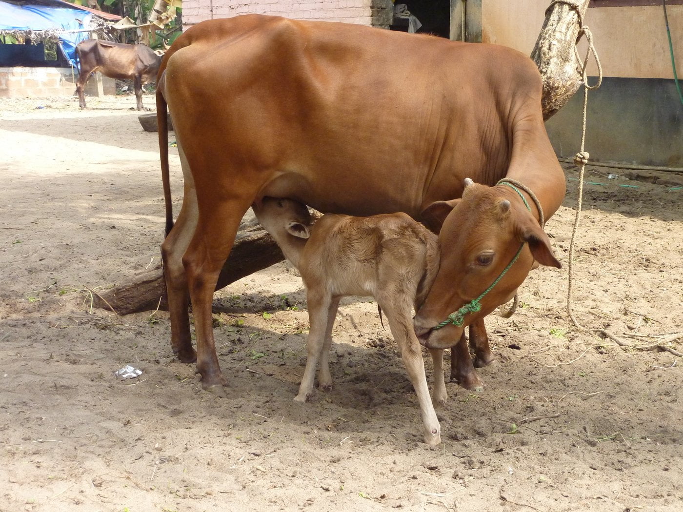 தரமான கறவை மாடுகள்!