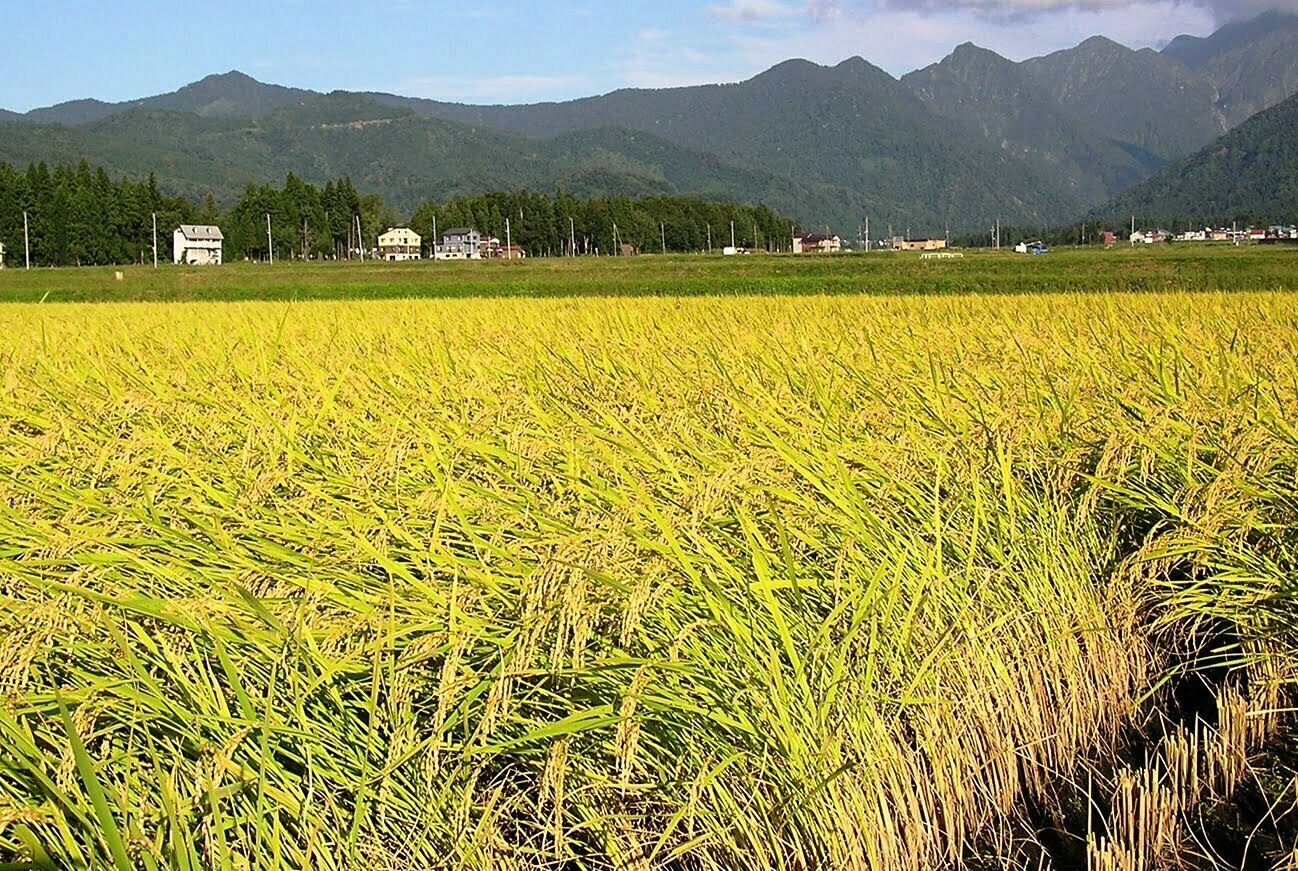 paddy field