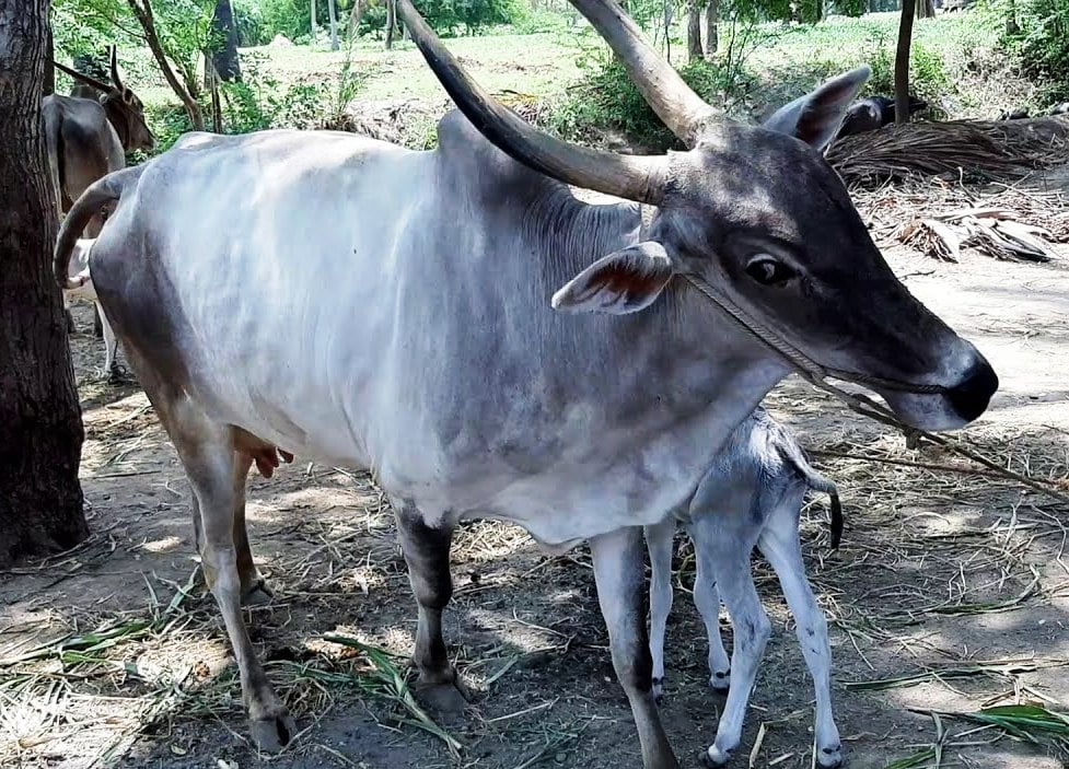 காவிரிக் கரையோர ஊர்களில் வாழும் ஆலம்பாடி மாடுகள்!