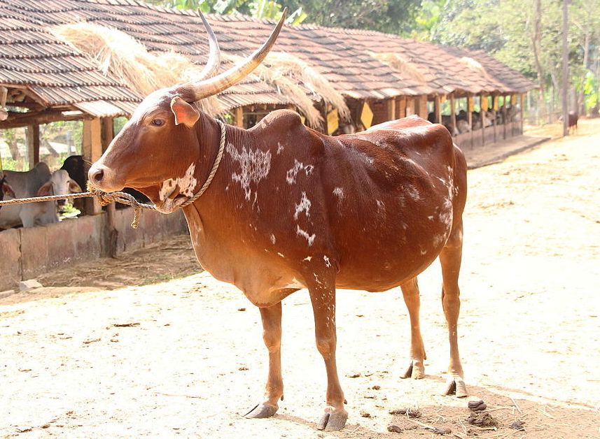 பர்கூர் மலை மாடுகள்!