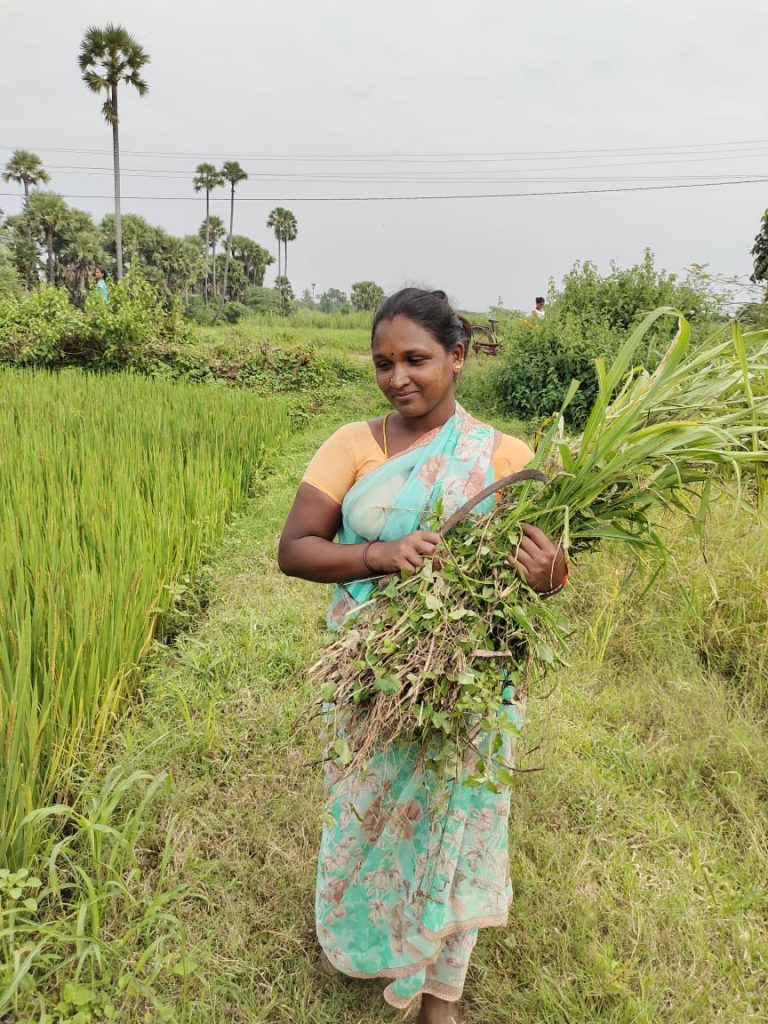 தீவனப் பற்றாக்குறையைச் சமாளிக்க பயறுவகைத் தீவனம்!