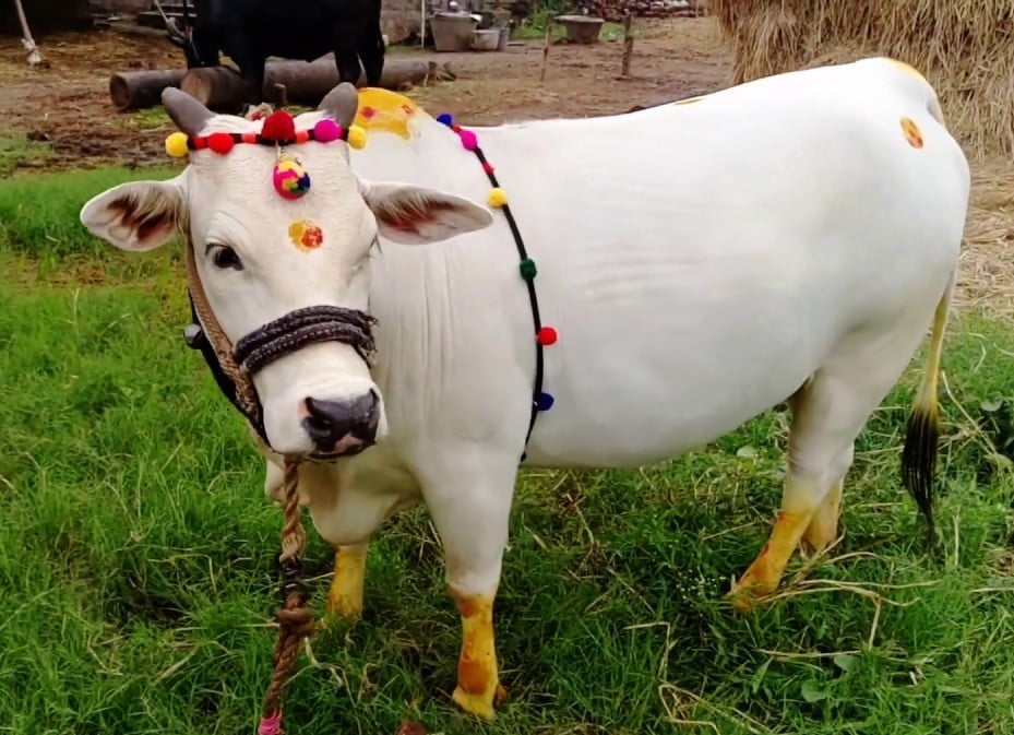 Punganur cow