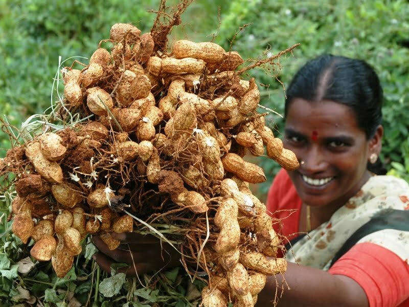 கடலை மகசூலைப் பெருக்கும் கந்தகமும் சுண்ணாம்பும்!