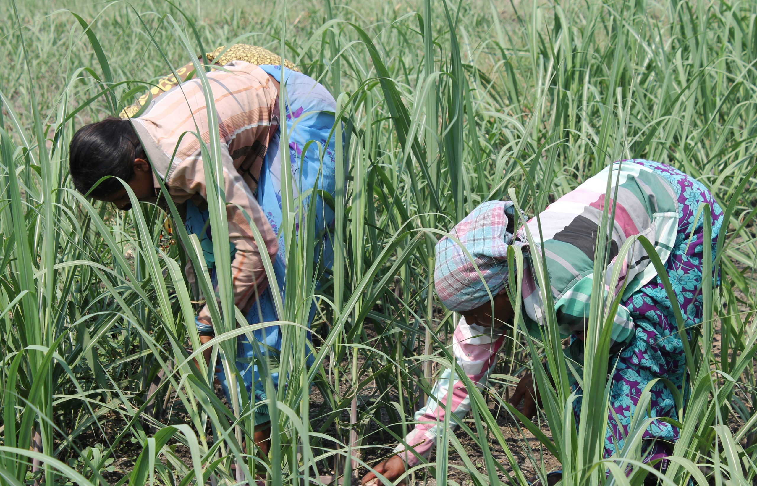 திசு வளர்ப்பு முறையில் நோயற்ற கரும்பு நாற்று உற்பத்தி!