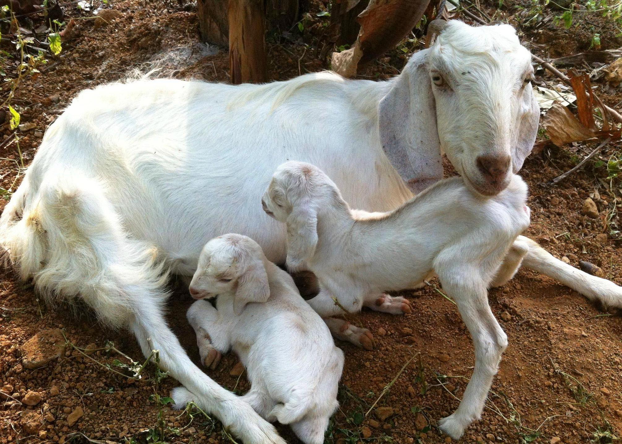 துள்ளுமாரி நோயிலிருந்து ஆடுகளைக் காப்பது எப்படி?