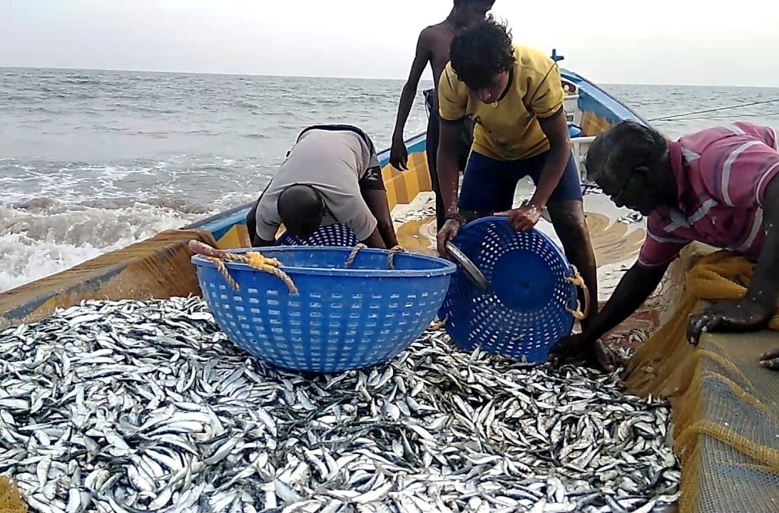 மீன்களைத் தாக்கும் விப்ரியோசிஸ் பாக்டீரிய நோய்!