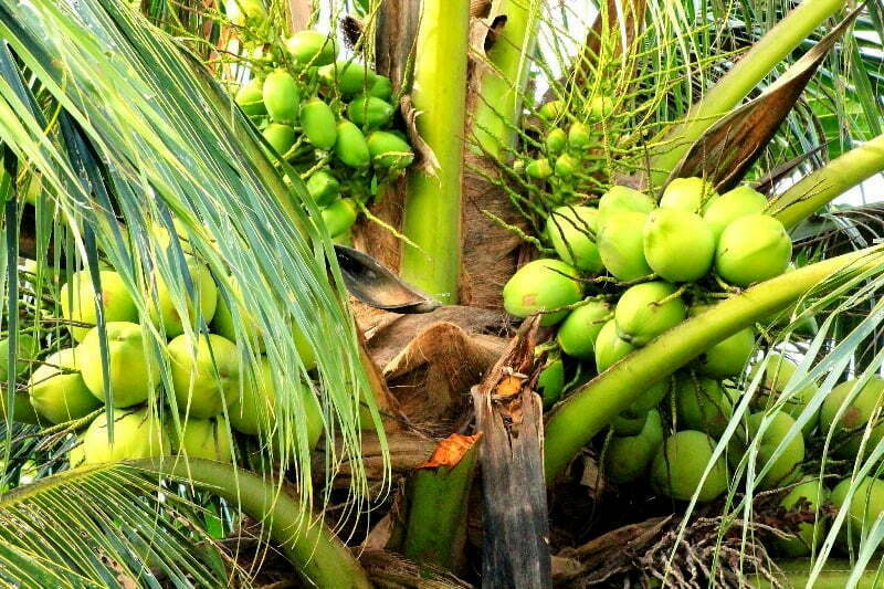 உயர் விளைச்சலைத் தரும் தென்னை இரகங்கள்!