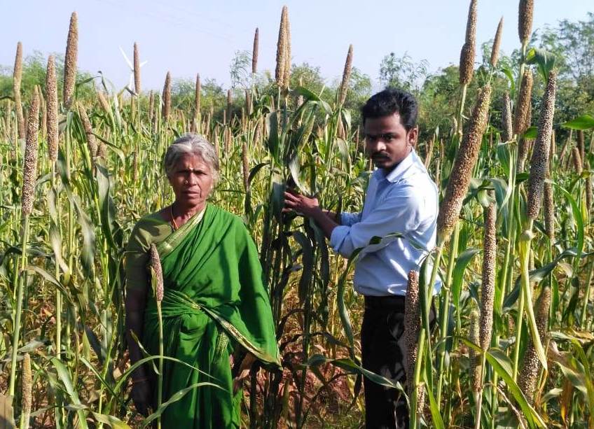 கோ.10 கம்பு சாகுபடி!