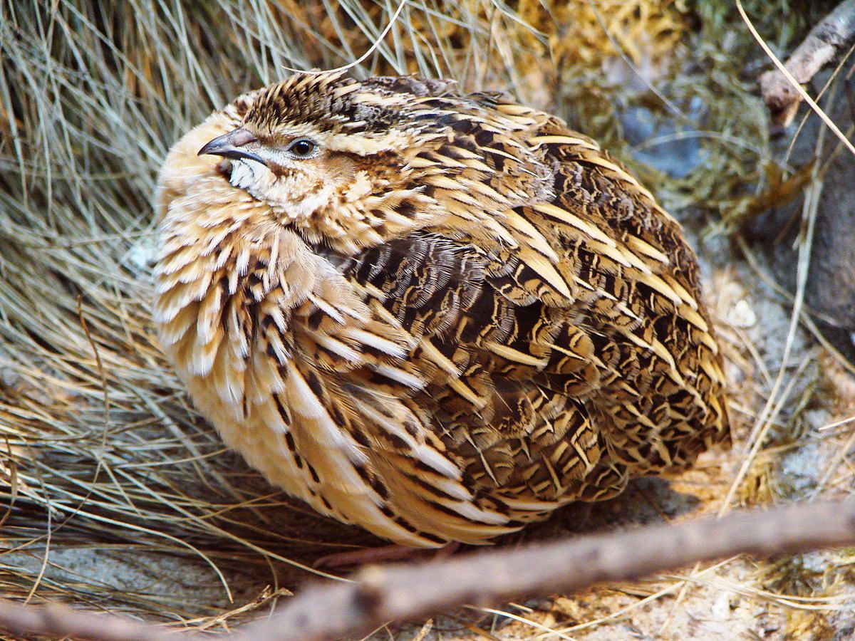 Japanese quail