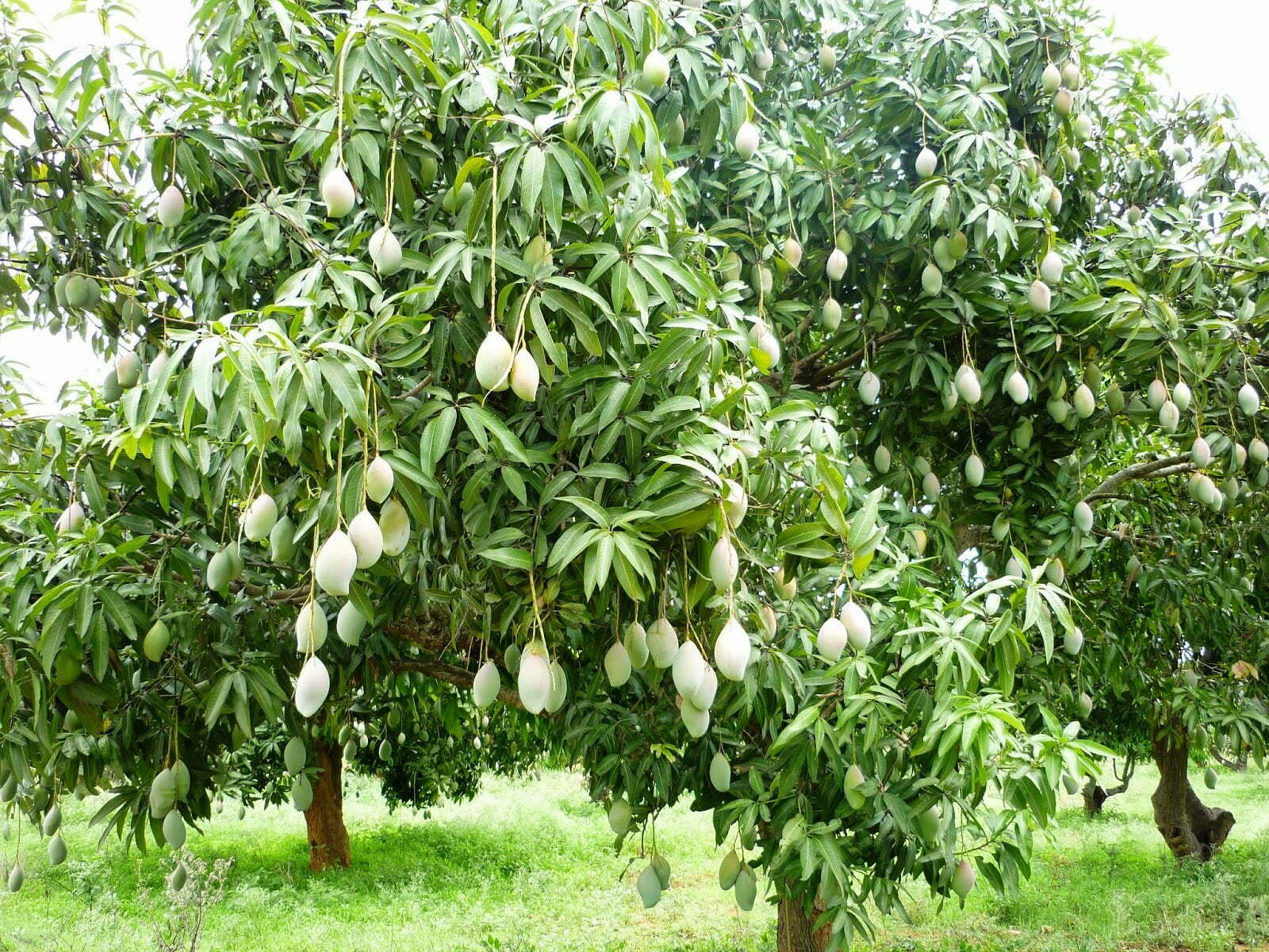 பருவமற்ற காலத்தில் மாமரங்களைக் காய்க்க வைப்பது எப்படி?