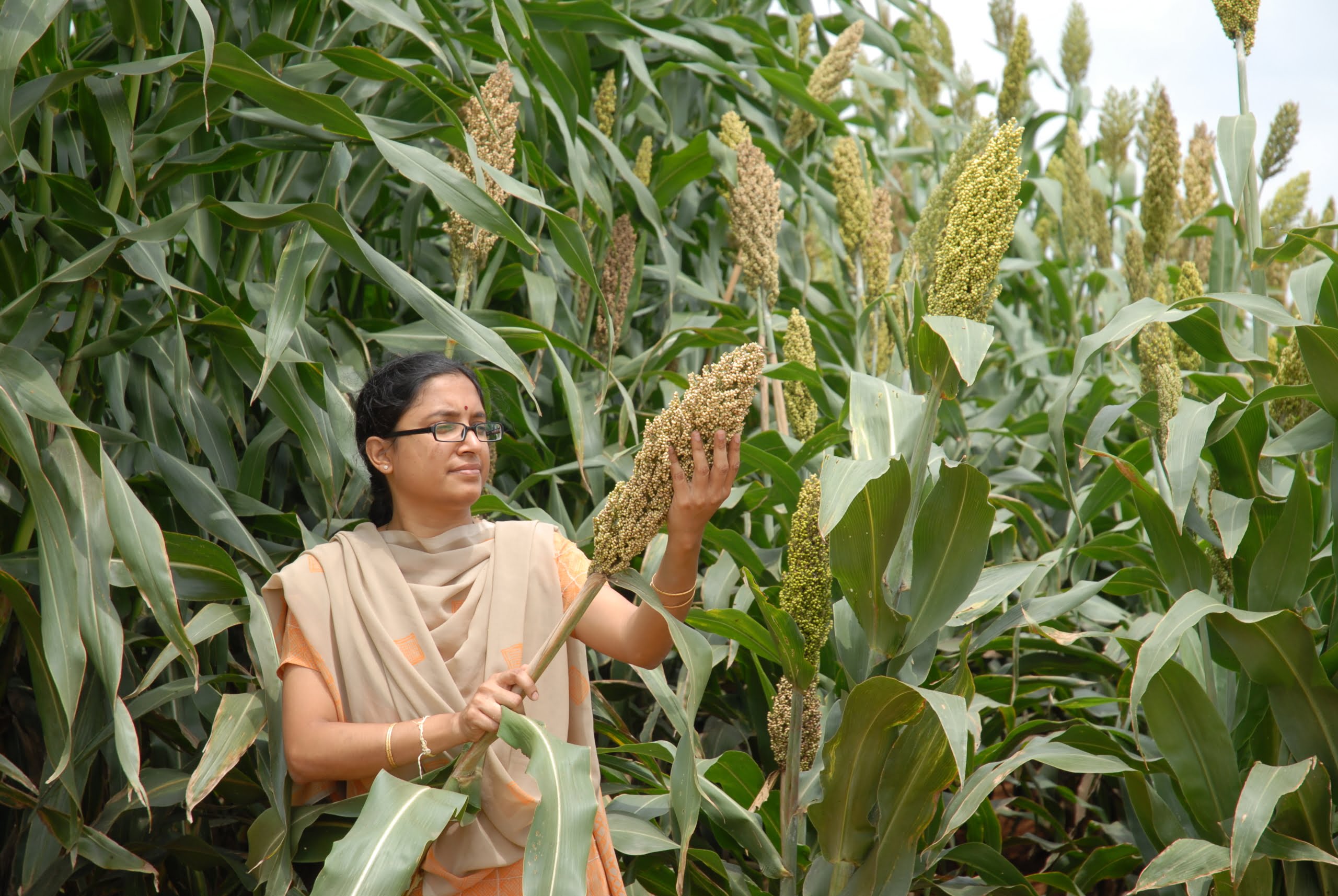 மானாவாரி சாகுபடிக்கு ஏற்ற சோள வகைகள்!