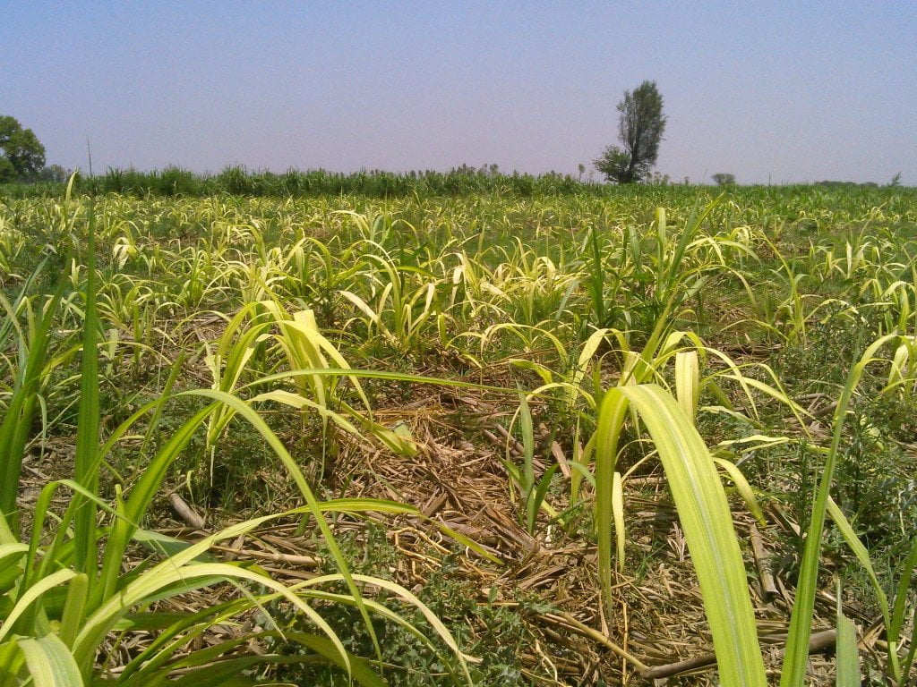 கரும்பு சாகுபடியில் ஏற்படும் சத்துக் குறைவுகளும் தீர்வுகளும்!