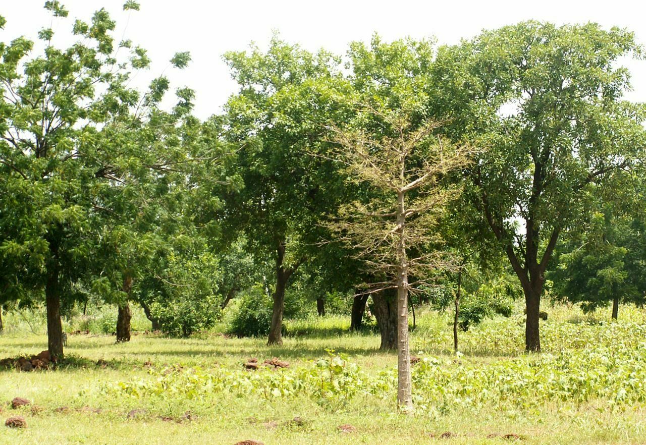 தரிசு நிலங்களில் மரம் வளர்ப்பு!